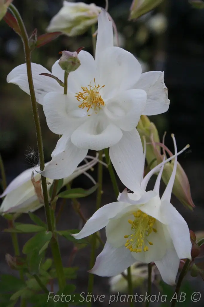 Akleja – Aquilegia vulgaris ’Nivea’