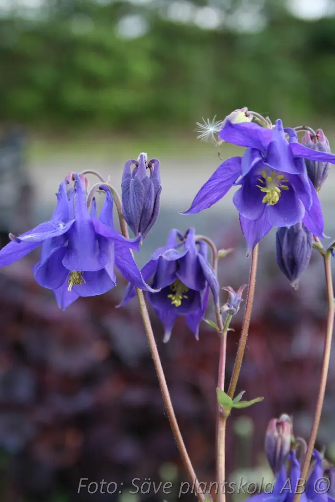 Akleja – Aquilegia vulgaris