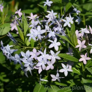 Amsonia - Amsonia tabernaemontana