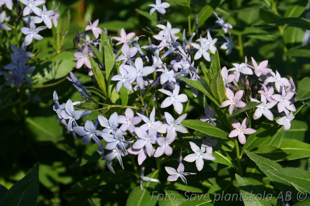 Amsonia - Amsonia tabernaemontana