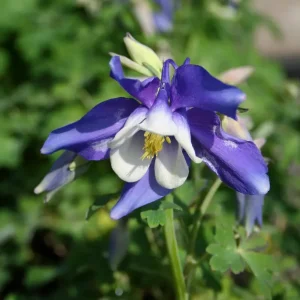Akleja - Aquilegia 'Spring Magic Blue'