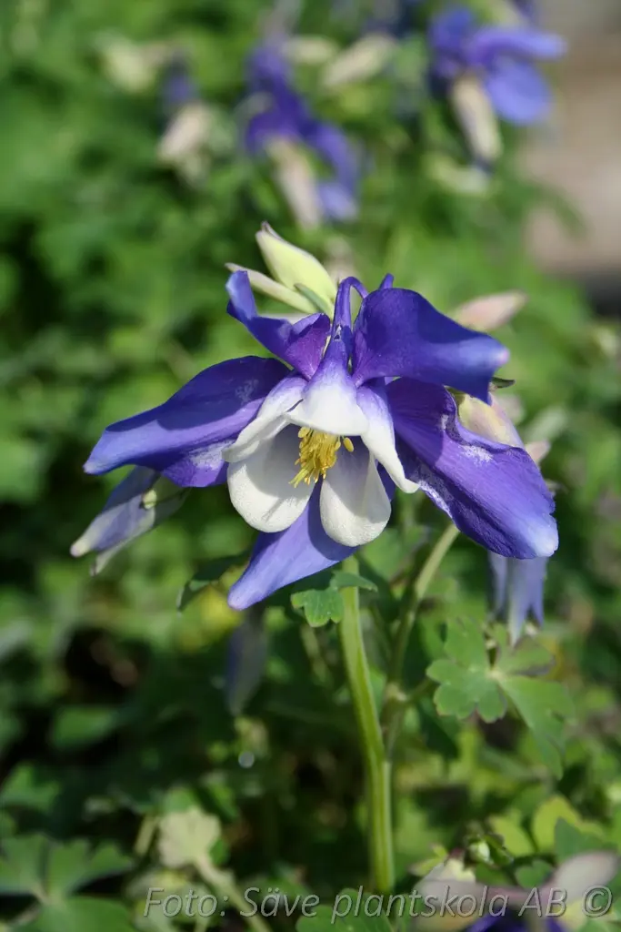 Akleja – Aquilegia ’Spring Magic Blue’