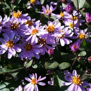 Balsamaster Aster ageratoides 'Harry Smith'
