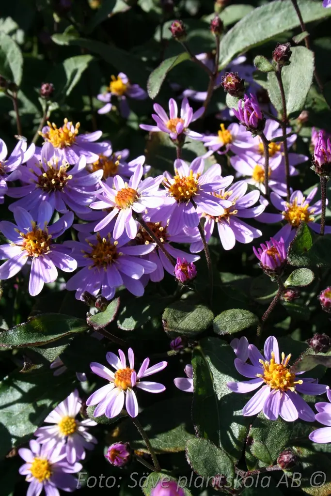 Balsamaster Aster ageratoides 'Harry Smith'