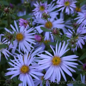 Brittsommaraster - Aster amellus 'Blue King'