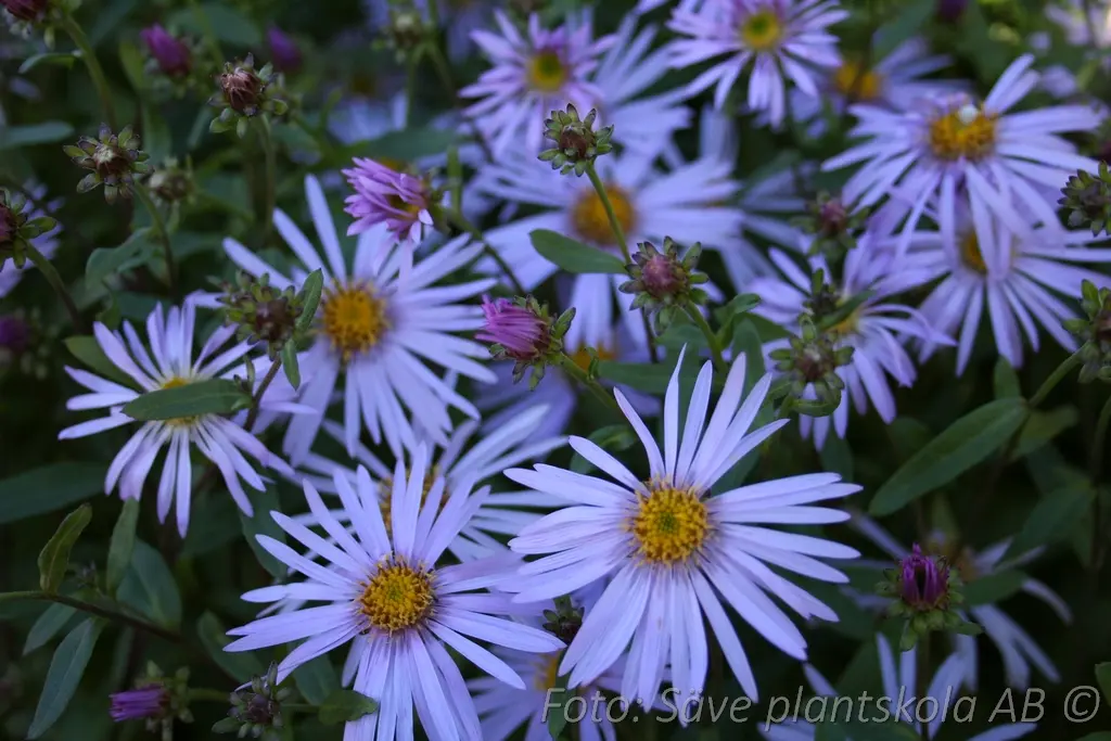 Brittsommaraster - Aster amellus 'Blue King'