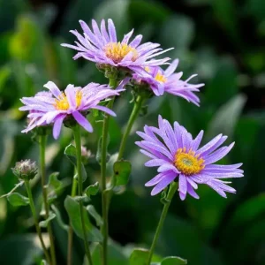 Brittsommaraster - Aster amellus 'Pink Zenith'