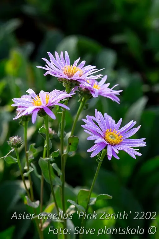 Brittsommaraster - Aster amellus 'Pink Zenith'