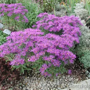 Brittsommaraster - Aster amellus 'Veilchenkönigin'