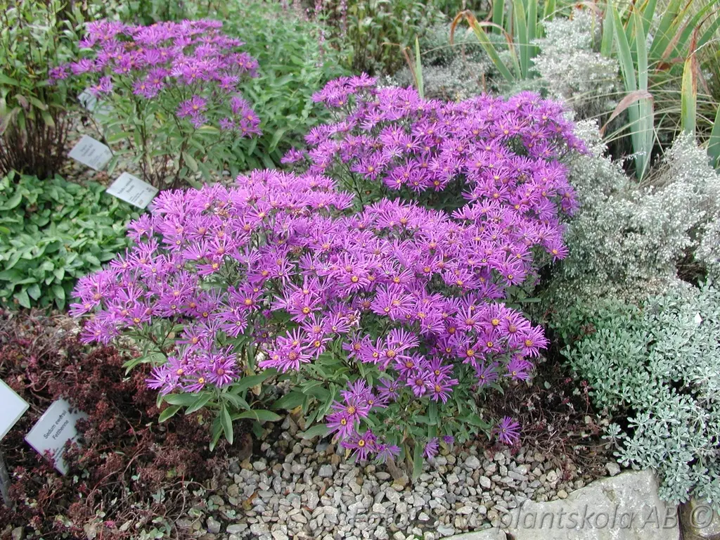 Brittsommaraster - Aster amellus 'Veilchenkönigin'