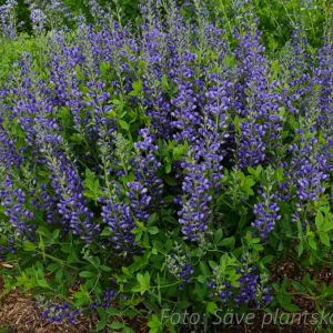 Färgväppling - Baptisia 'Blueberry Sundae'