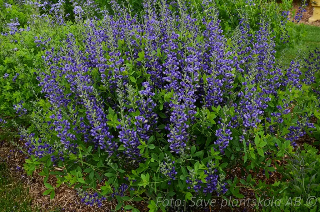 Färgväppling - Baptisia 'Blueberry Sundae'