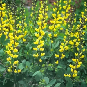 Färgväppling - Baptisia 'Lemon Meringue'