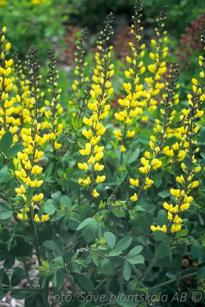 Färgväppling - Baptisia 'Lemon Meringue'