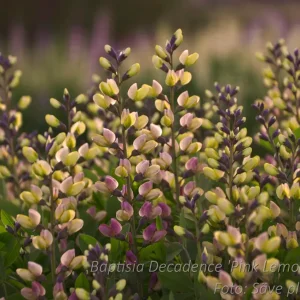 Färgväppling - Baptisia 'Pink Lemonade'