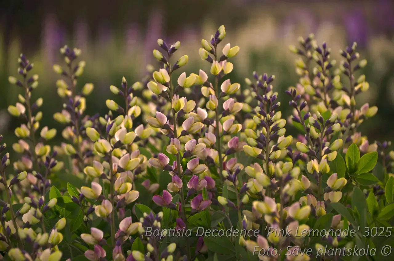 Färgväppling - Baptisia 'Pink Lemonade'