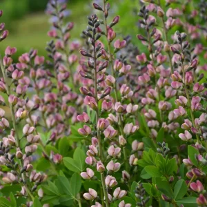 Färgväppling - Baptisia 'Pink Truffles'