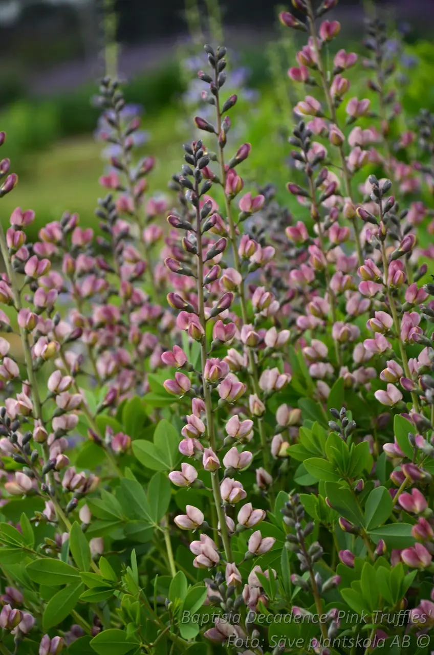 Färgväppling - Baptisia 'Pink Truffles'