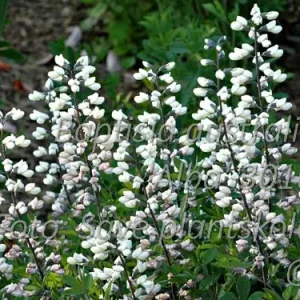 Färgväppling - Baptisia australis 'Alba'