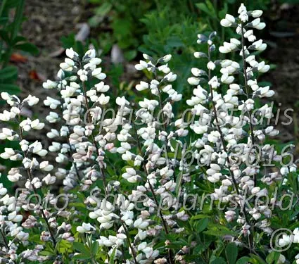 Färgväppling - Baptisia australis 'Alba'