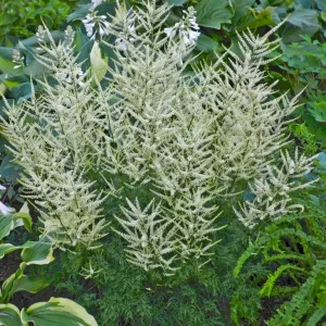 Hybridspirea - Aruncus 'Fairy Hair' (PBR)
