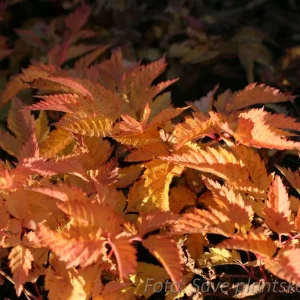 Hybridspirea - Aruncus 'Sparkles'