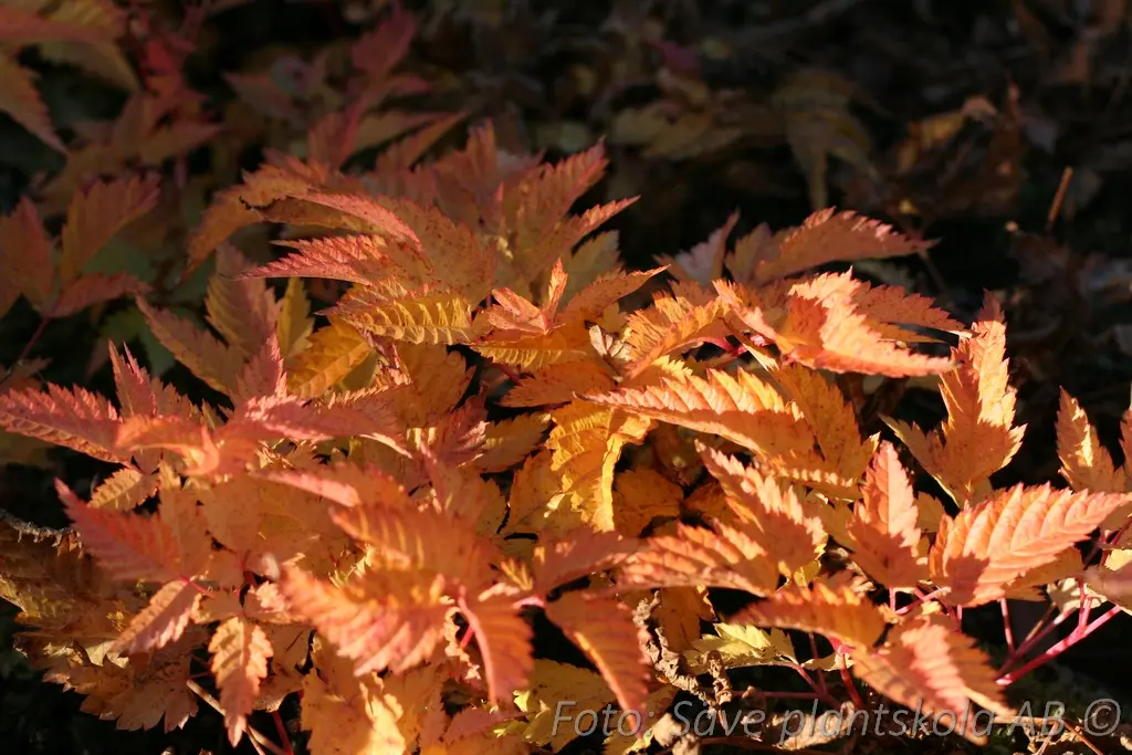 Hybridspirea - Aruncus 'Sparkles'