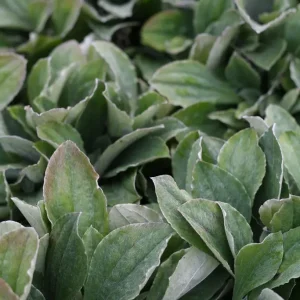 Jättekattfot - Antennaria plantaginifolia