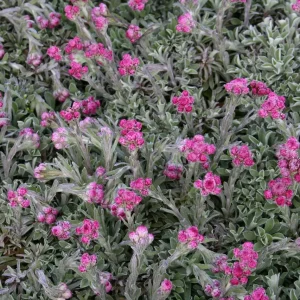 Kattfot - Antennaria dioica 'Alex Duguid'