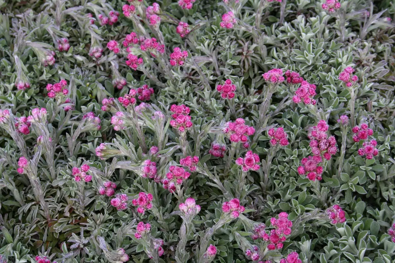Kattfot – Antennaria dioica ’Alex Duguid’