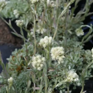 Kattfot - Antennaria dioica 'Borealis'