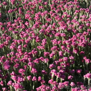 Kattfot - Antennaria dioica 'Rotes Wunder'