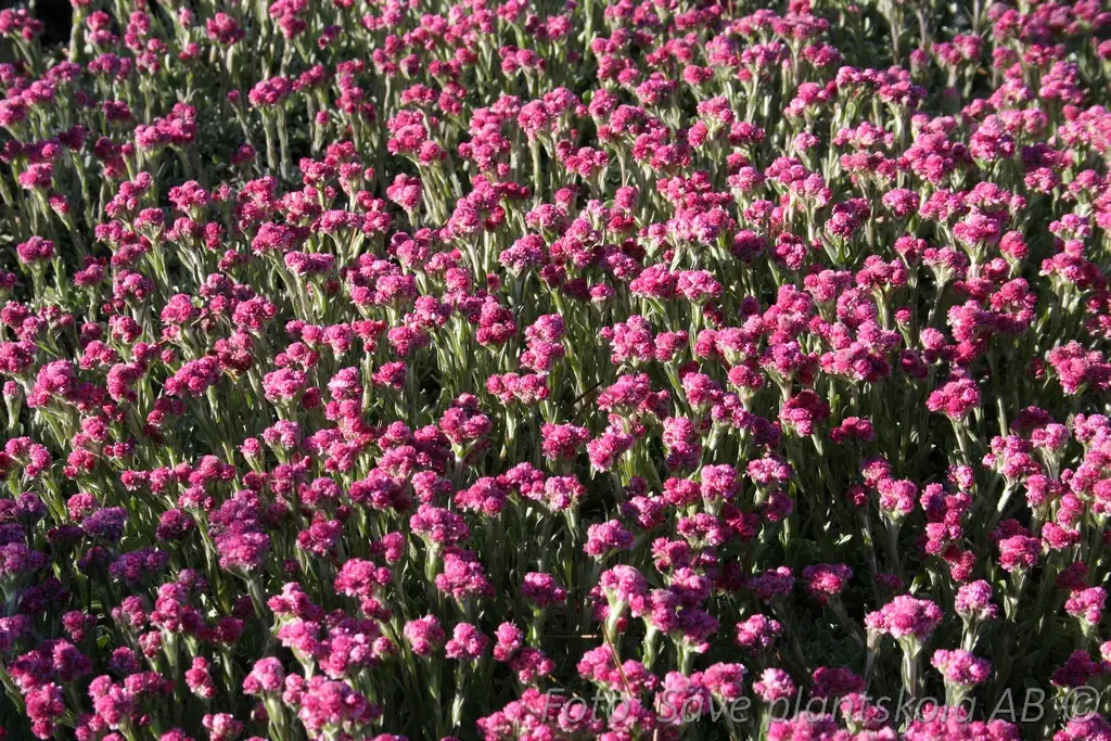 Kattfot - Antennaria dioica 'Rotes Wunder'