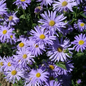 Kokardaster - Aster frikartii 'Mönch'