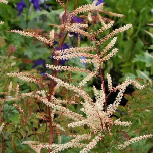 Koreansk plymspirea - Aruncus aethusifolius 'Elegance'