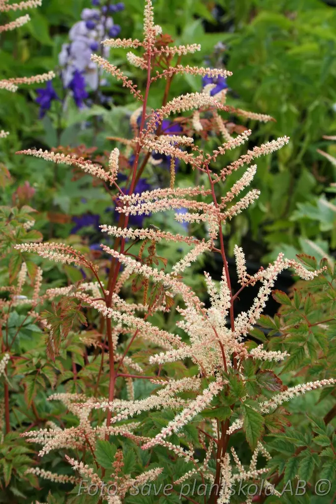Koreansk plymspirea - Aruncus aethusifolius 'Elegance'