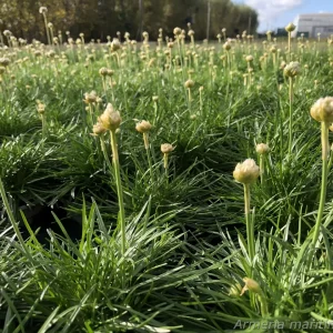 Strandtrift - Armeria maritima 'Abbey White'