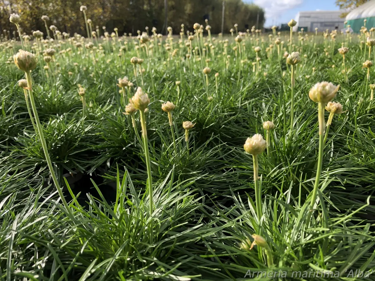 Strandtrift Vit – Armeria maritima ’Abbey White’