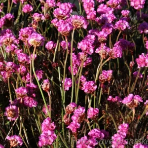 Strandtrift - Armeria maritima 'Vesuvius'
