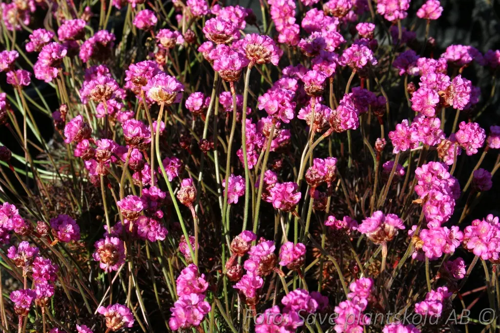 Strandtrift Mörkrosa – Armeria maritima ’Vesuvius’