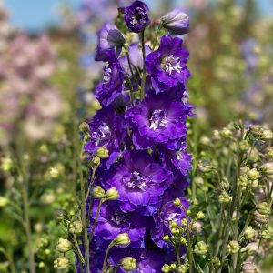 Trädgårdsriddarsporre - Delphinium Delgenius-serien 'Glitzy' (PBR)