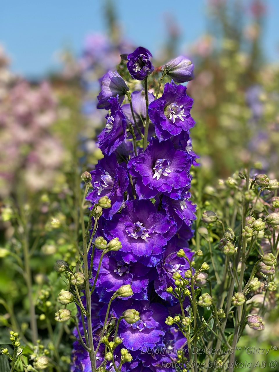 Trädgårdsriddarsporre - Delphinium Delgenius-serien 'Glitzy' (PBR)