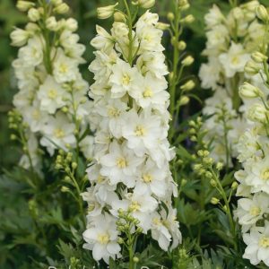 Trädgårdsriddarsporre - Delphinium Delgenius-serien 'Neva' (PBR)
