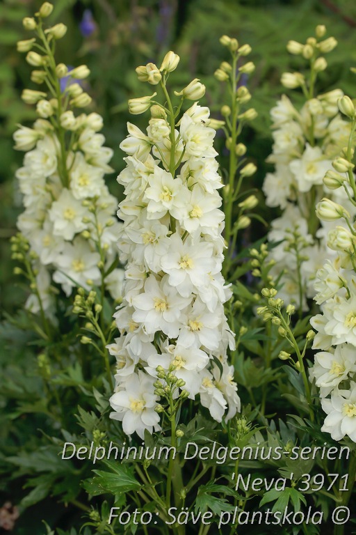 Trädgårdsriddarsporre - Delphinium Delgenius-serien 'Neva' (PBR)