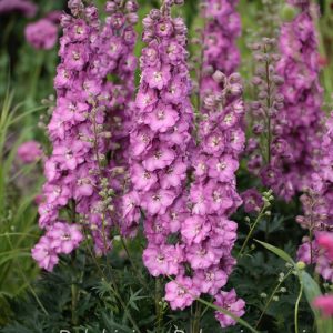 Trädgårdsriddarsporre - Delphinium Delgenius-serien 'Chantay' (PBR)