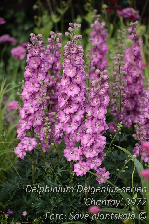 Trädgårdsriddarsporre - Delphinium Delgenius-serien 'Chantay' (PBR)