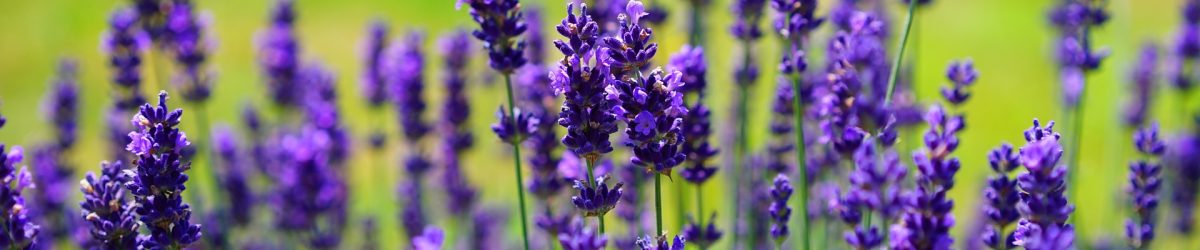 Lavendel Mörkviolett ‘Hidcote Blue’